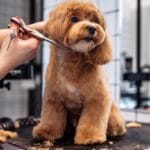 За фризура на куче – колку половина сметка за струја