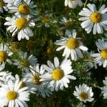 Камилица за 2 евра, жалфија за 4 – дали вреди трудот зад овие цени?