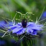 Една лажичка го намалува холестеролот, а го нарекуваат Божја билка: Помага на црниот дроб, желудникот и крвните садови